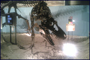 ゴルゴサウルスの化石