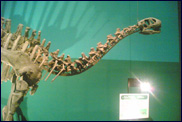 カマラサウルスの化石