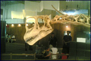 エウロパサウルスの化石